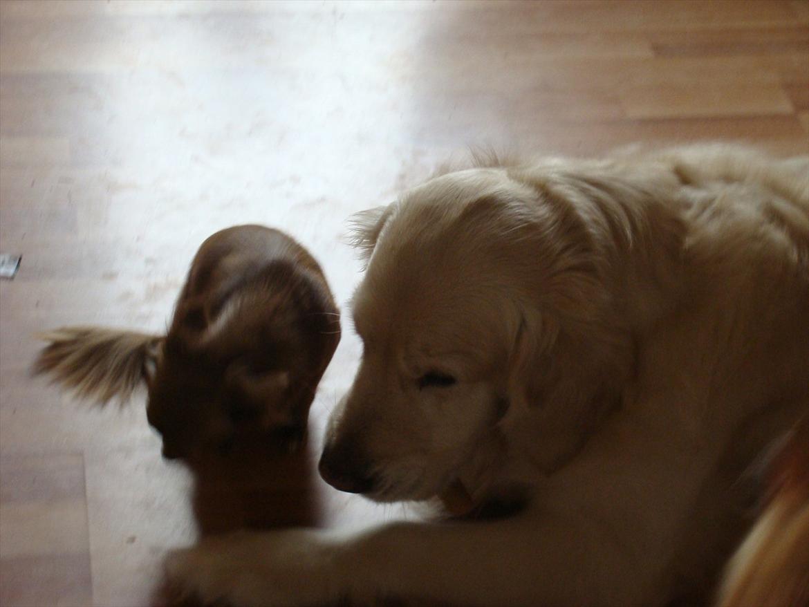 Chihuahua Win Win Pretty Princess billede 9