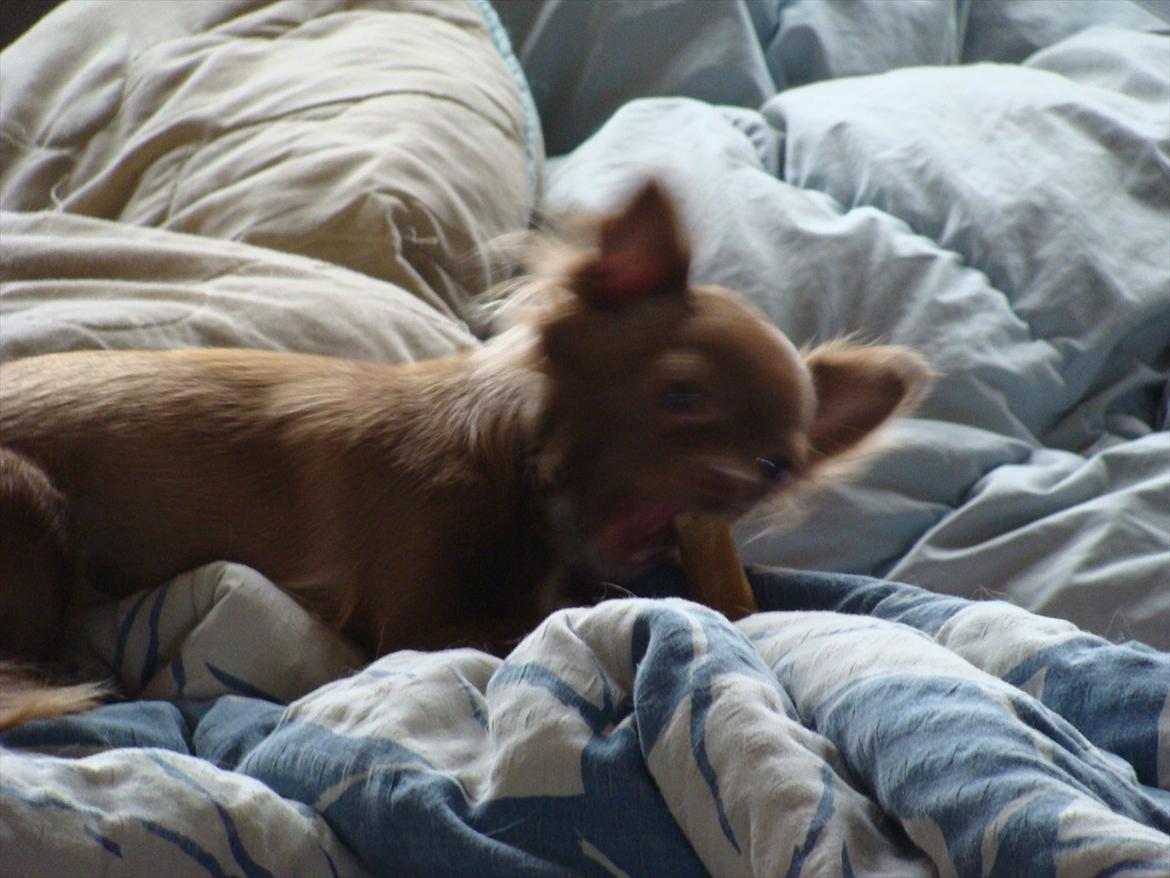 Chihuahua Win Win Pretty Princess billede 10