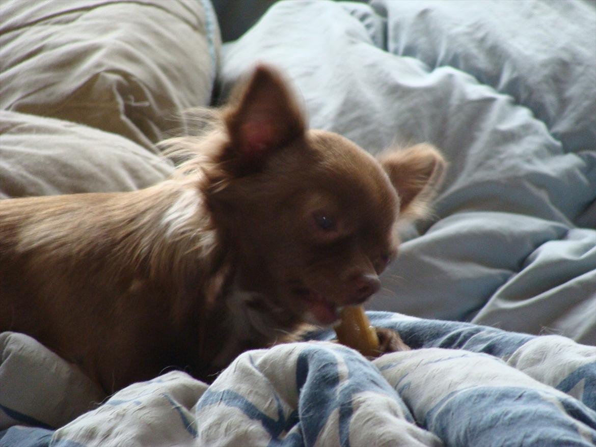 Chihuahua Win Win Pretty Princess billede 11