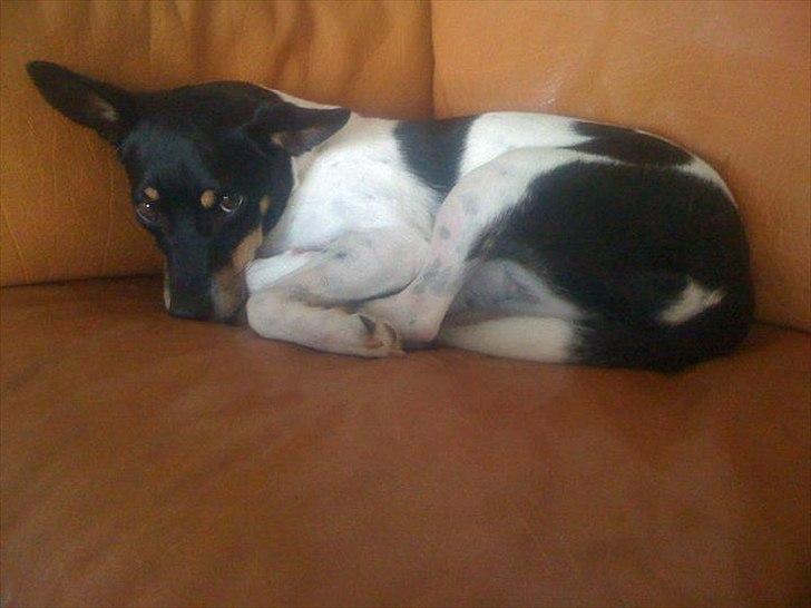 Dansk svensk gaardhund Trunte billede 1