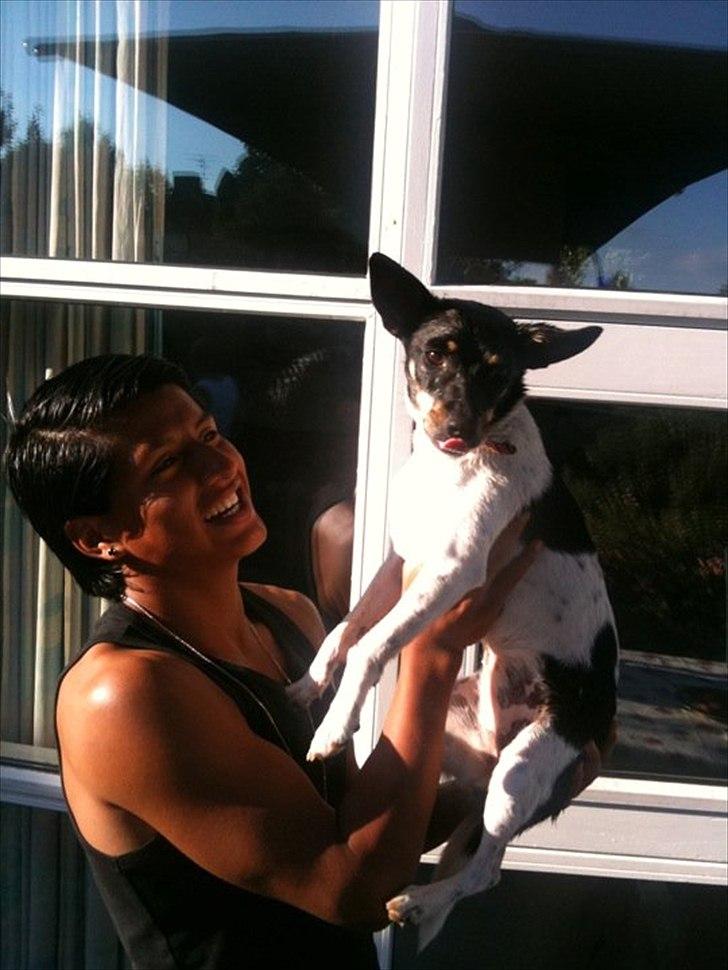 Dansk svensk gaardhund Trunte billede 2