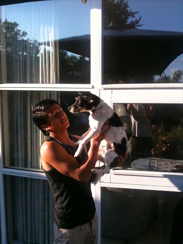 Dansk svensk gaardhund Trunte billede 3