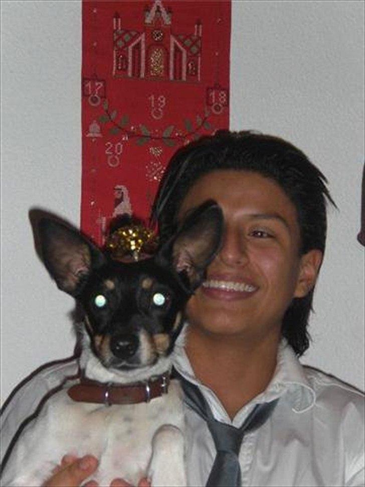 Dansk svensk gaardhund Trunte billede 4