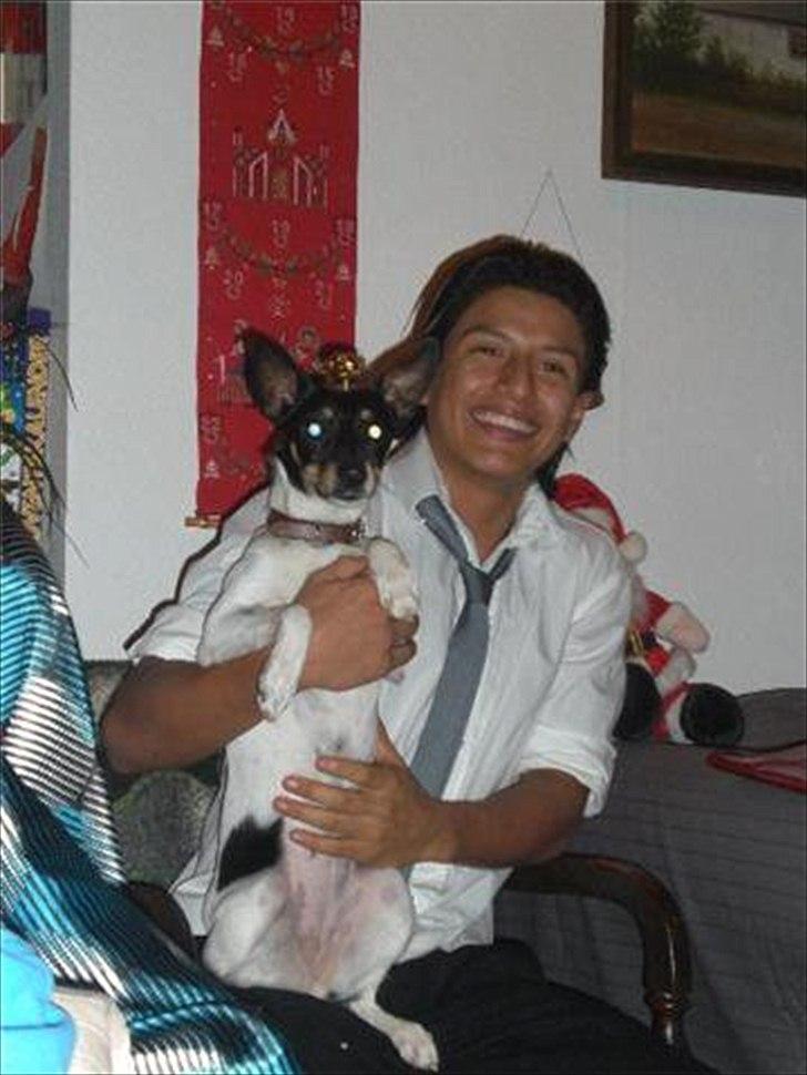 Dansk svensk gaardhund Trunte billede 5