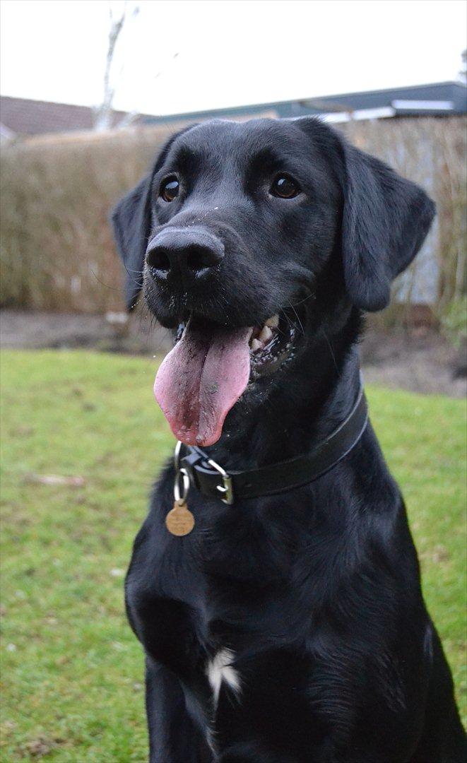 Labrador retriever / springer spaniel  Plet *den manglende del af mig - Velkommen til Plet's profil, smid gerne en bedømmelse og kommentar på vejen! (:  billede 1