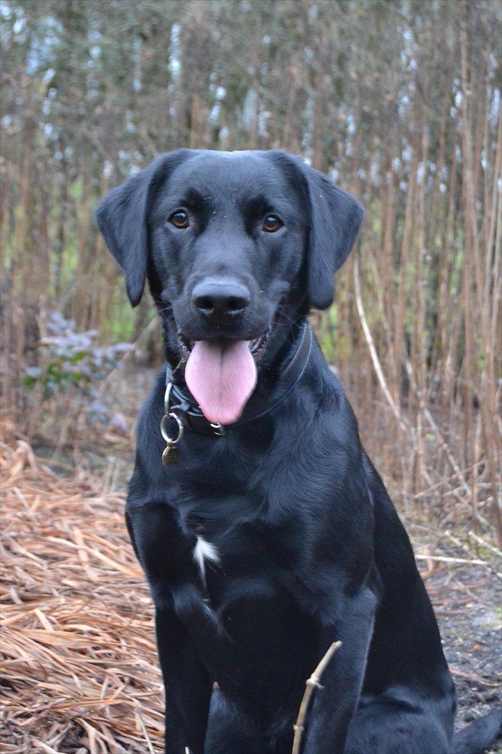 Labrador retriever / springer spaniel  Plet *den manglende del af mig - Model billed! ;) - L8 © billede 4