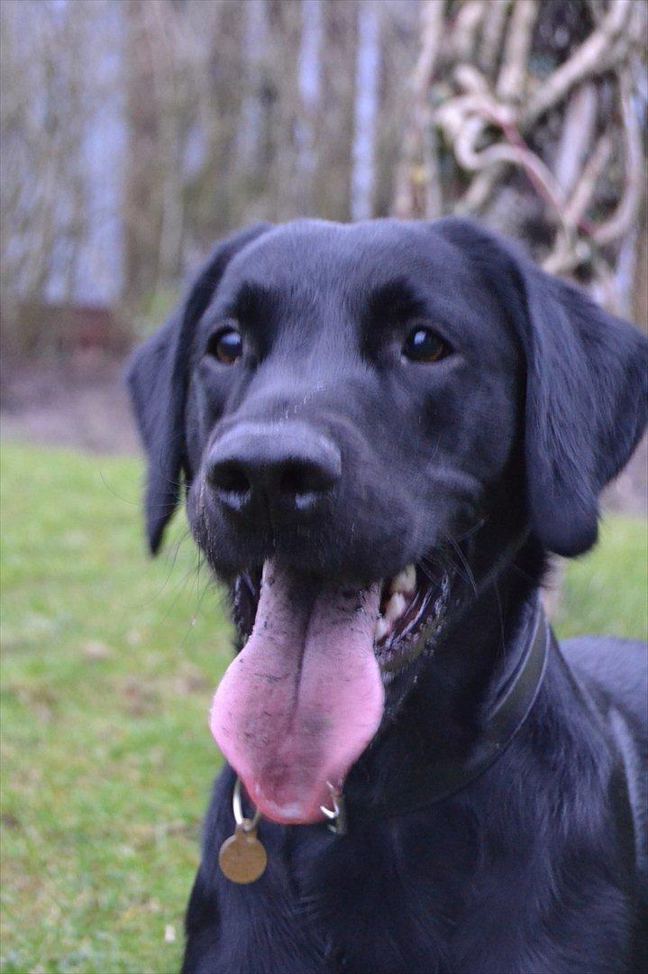 Labrador retriever / springer spaniel  Plet *den manglende del af mig - dejlige hund<33 - L8 © billede 7