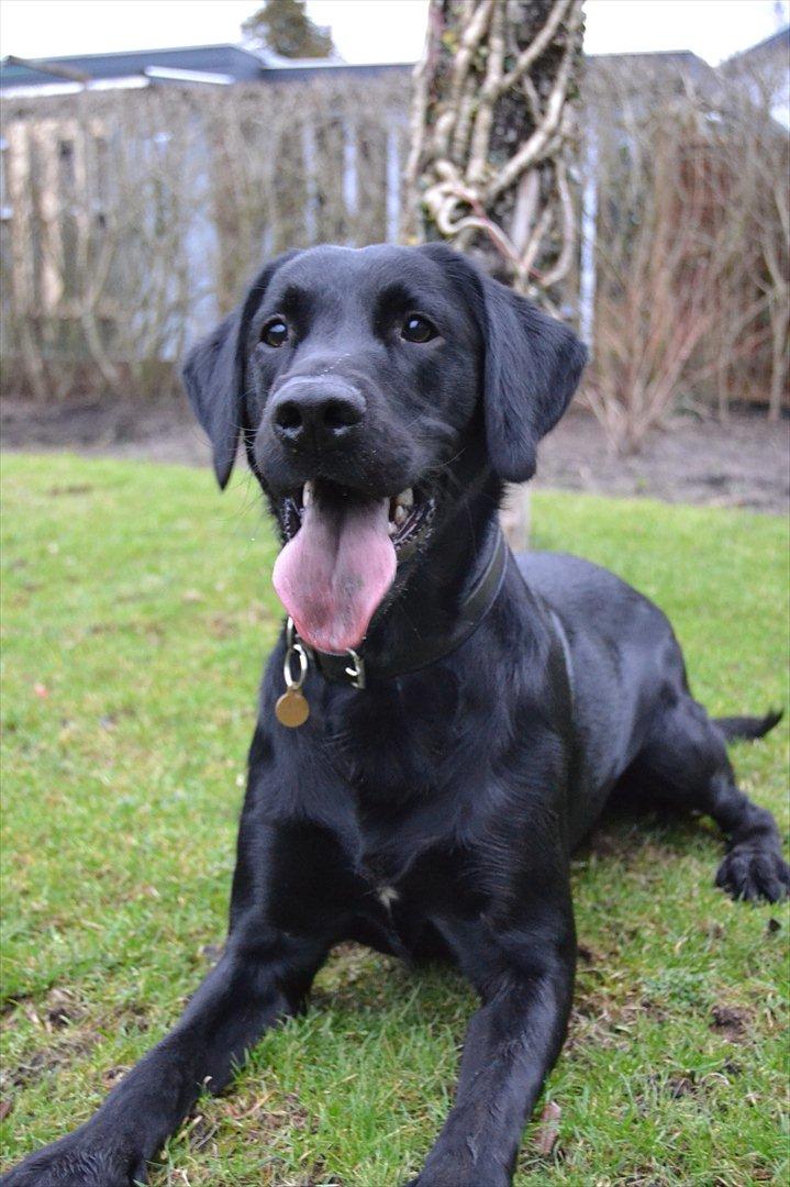 Labrador retriever / springer spaniel  Plet *den manglende del af mig - L8 © billede 9