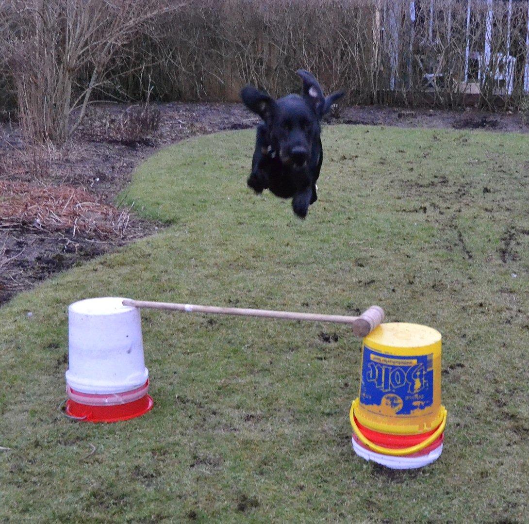 Labrador retriever / springer spaniel  Plet *den manglende del af mig - Hopla! :) - L8 © billede 14