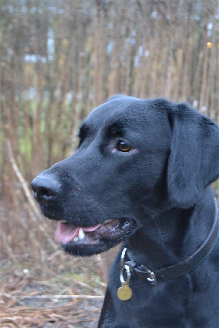 Labrador retriever / springer spaniel  Plet *den manglende del af mig - Hvem der!<3 - L8 © billede 16