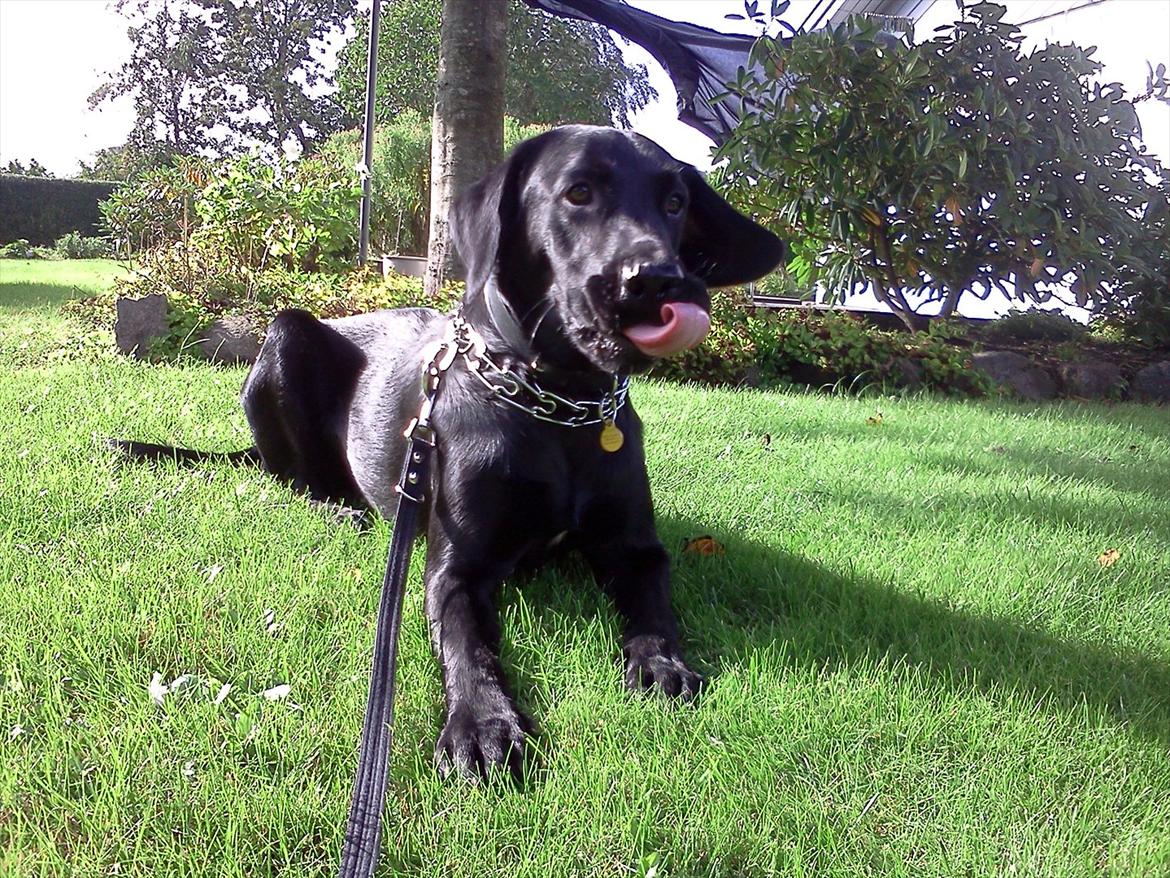 Labrador retriever / springer spaniel  Plet *den manglende del af mig - Plet efter en gå tur, hjemme i vores have! ;) - L8 © billede 2