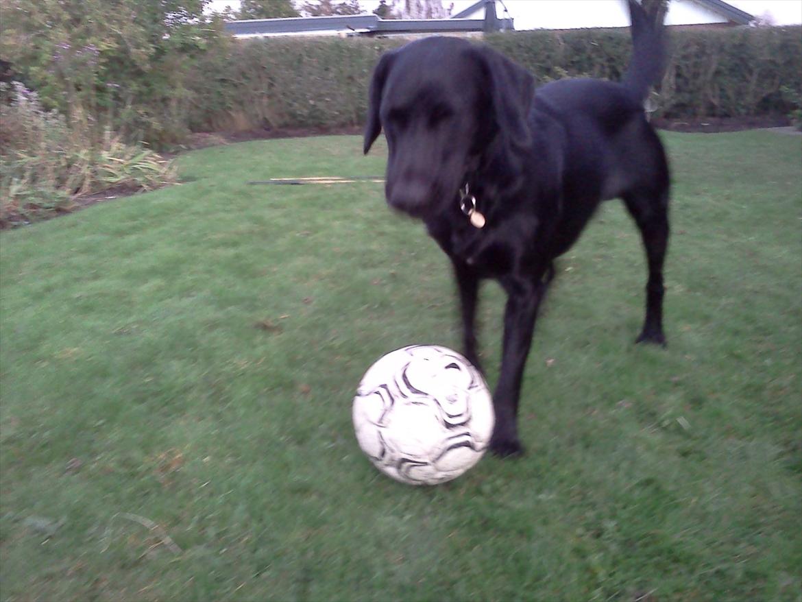 Labrador retriever / springer spaniel  Plet *den manglende del af mig - Den nye Messi :P - L8 © billede 5