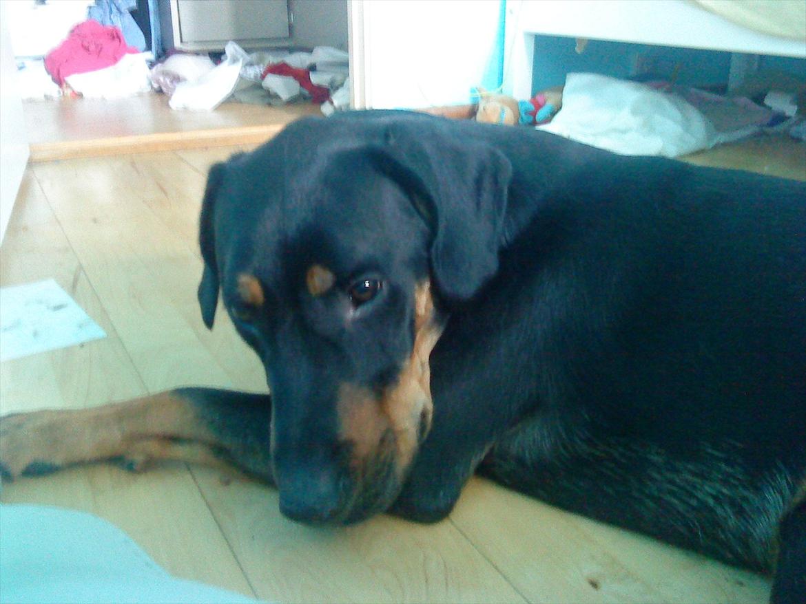 Blanding af racer Jack - Jack <3 billede 1