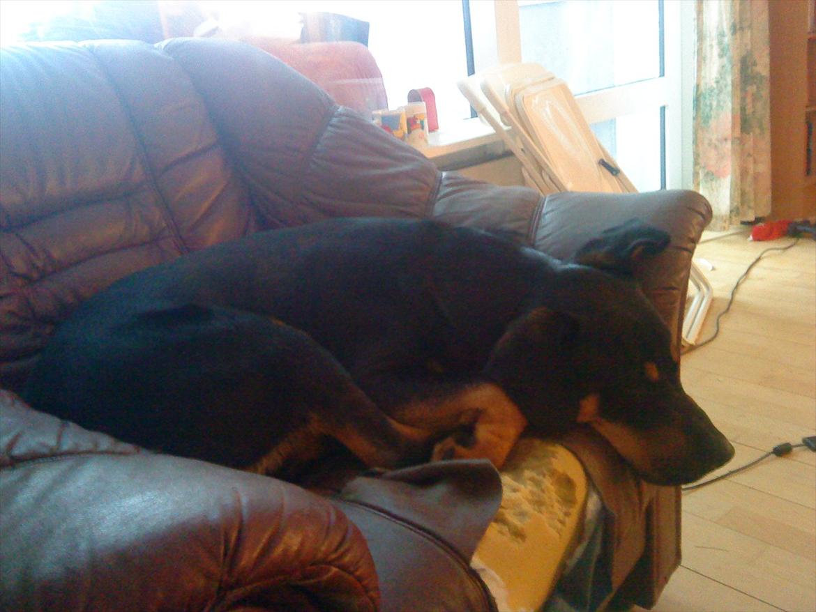Blanding af racer Jack - Snork ZzZzZ billede 2
