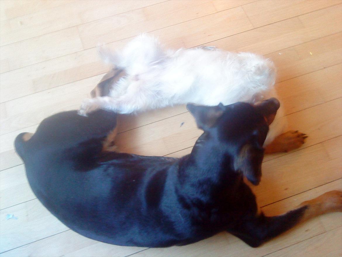 Blanding af racer Jack - Jack og Nanna (R.I.P Nanna) billede 3