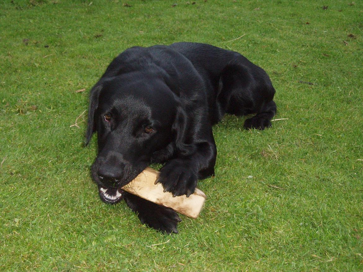 Labrador retriever / springer spaniel  Plet *den manglende del af mig - så gnaver man lige i en træpind fra et vikinge spil..! slemme hund! - foto Marie Rabhek billede 13