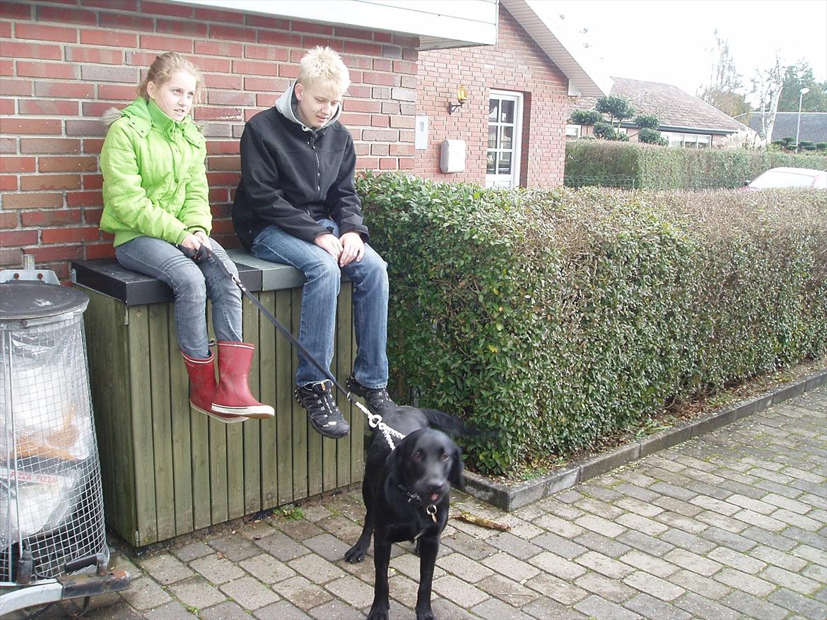 Labrador retriever / springer spaniel  Plet *den manglende del af mig - Broren, mig og Plet - foto: Mor billede 11