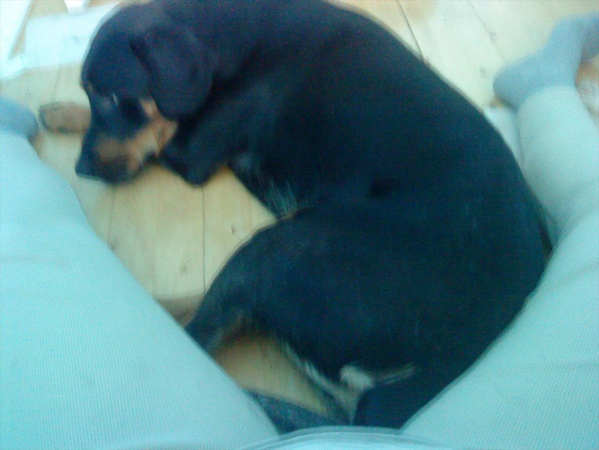 Blanding af racer Jack - Godnat :') billede 5