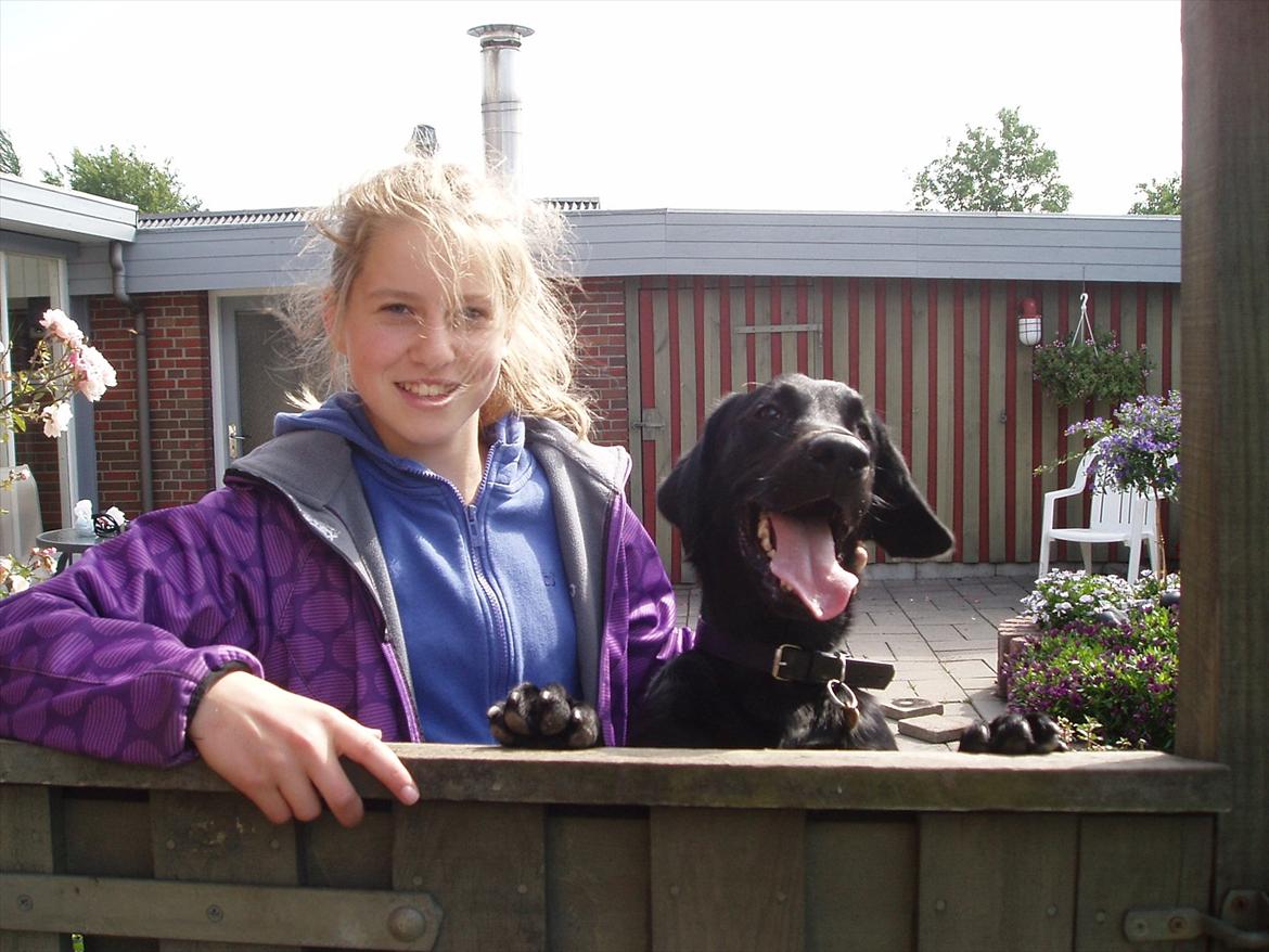 Labrador retriever / springer spaniel  Plet *den manglende del af mig - Plet og jeg sommeren 2011 - foto Gabriella billede 10