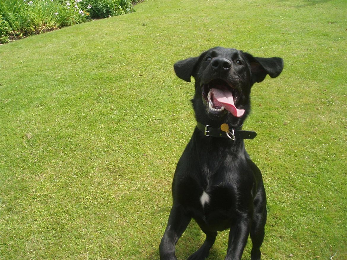 Labrador retriever / springer spaniel  Plet *den manglende del af mig - "KAAAAST DEN JEG SKAL NOOOK GRIBE!" - L8 © billede 8