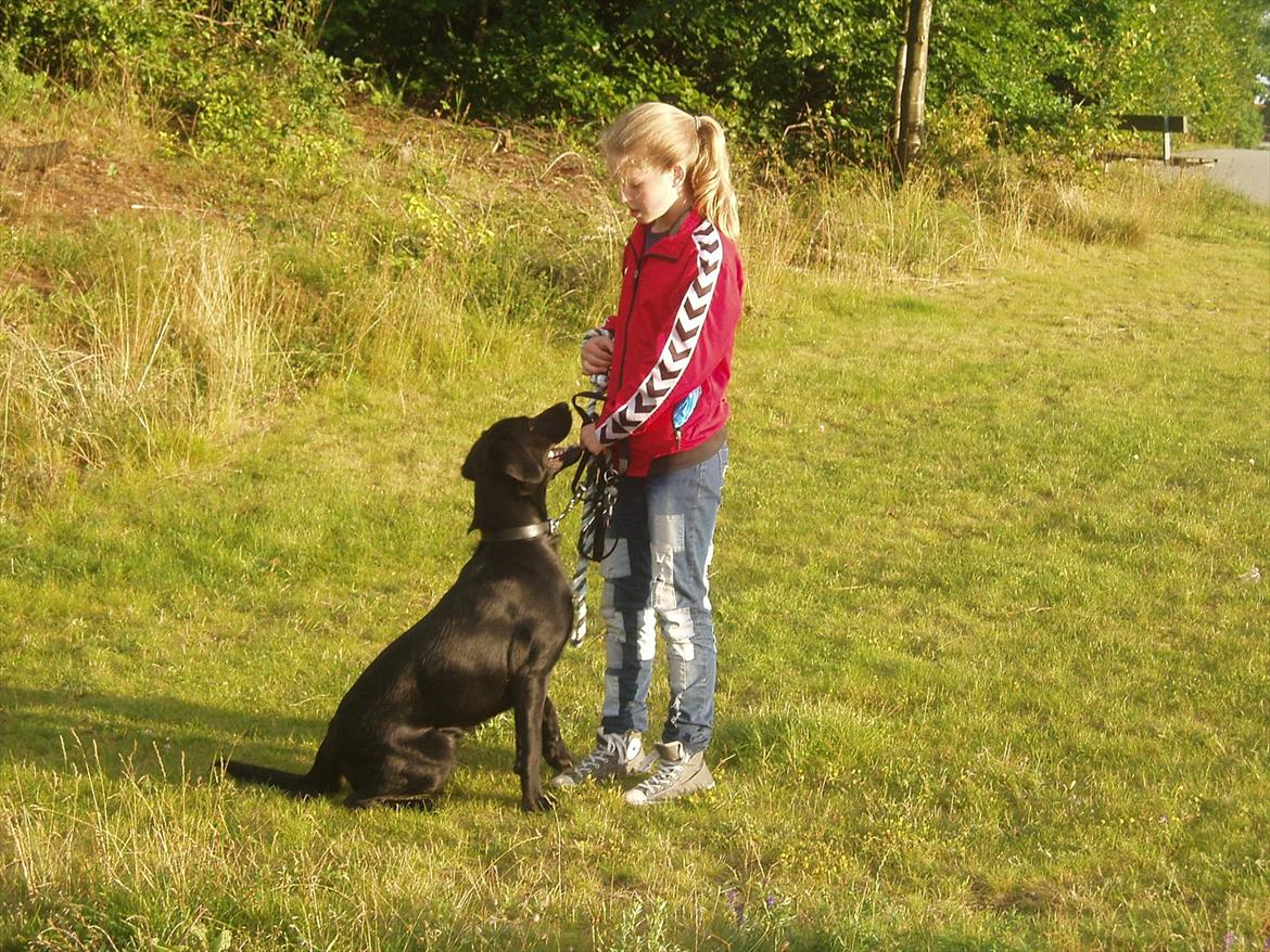 Labrador retriever / springer spaniel  Plet *den manglende del af mig - Plet og jeg! :) nu vil vi ud og gå en tur så læg en kommentar og bedømmelse og så gir' vi bare glade igen! :)  billede 20