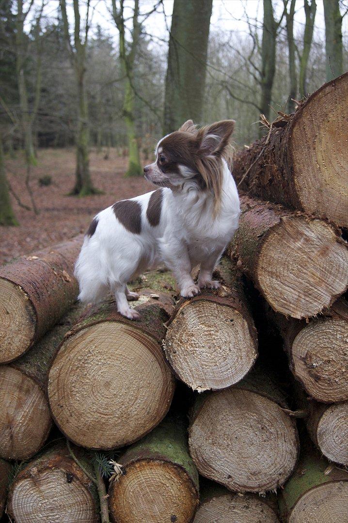 Chihuahua Zitta Von Udani billede 9