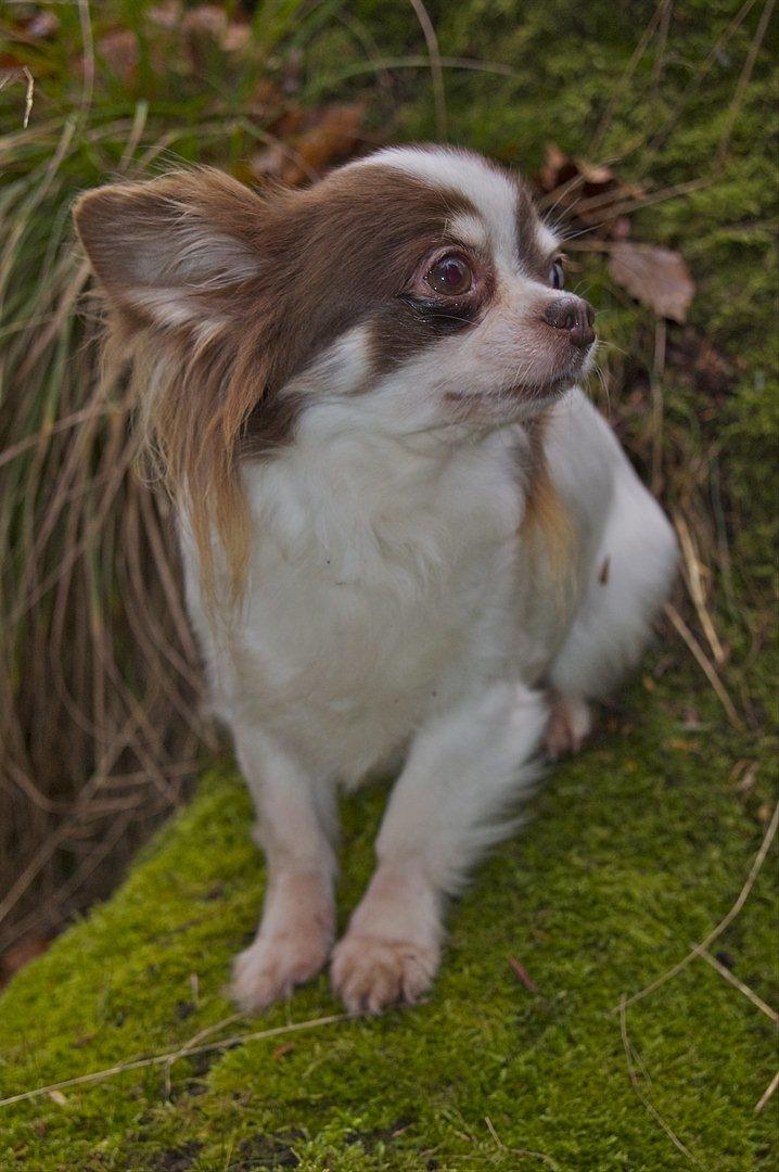 Chihuahua Zitta Von Udani billede 10