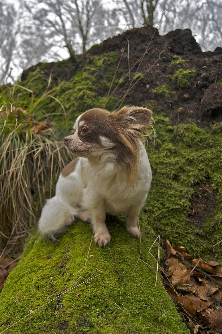 Chihuahua Zitta Von Udani billede 11