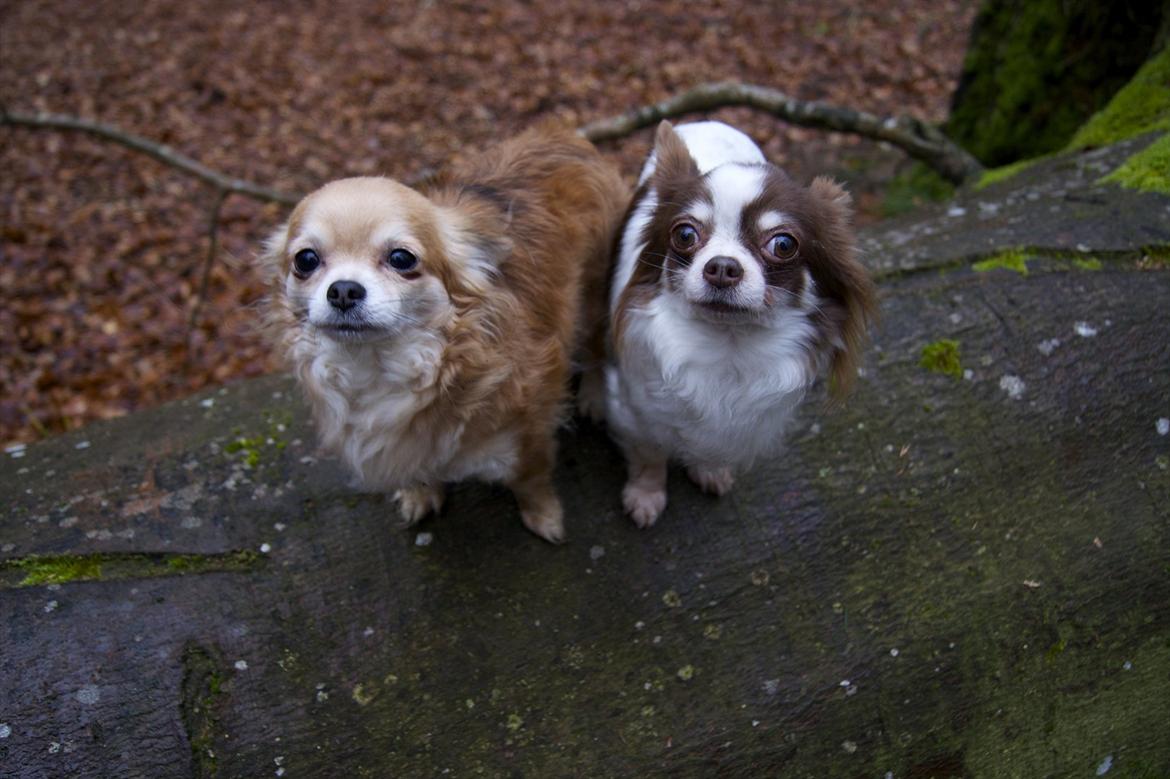 Chihuahua Zitta Von Udani billede 12