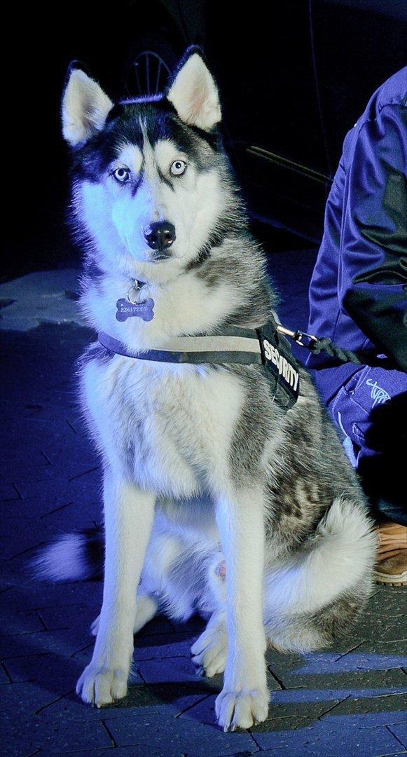 Siberian husky Tayson - 9 måneder
Foto: Frank Knudsen billede 7