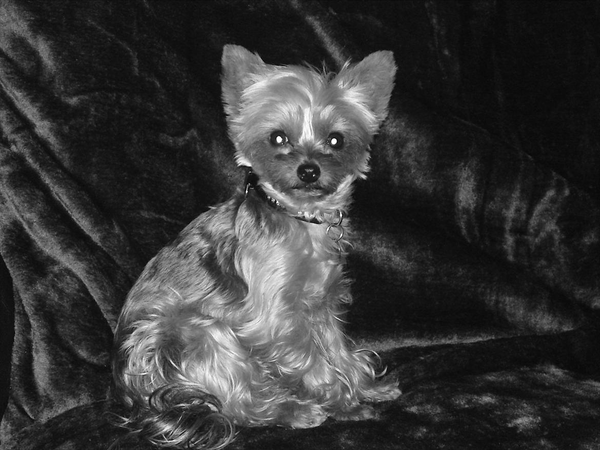Yorkshire terrier Betsy - Et virkeligt dejligt billede af min lille Betsy pige :)  billede 1