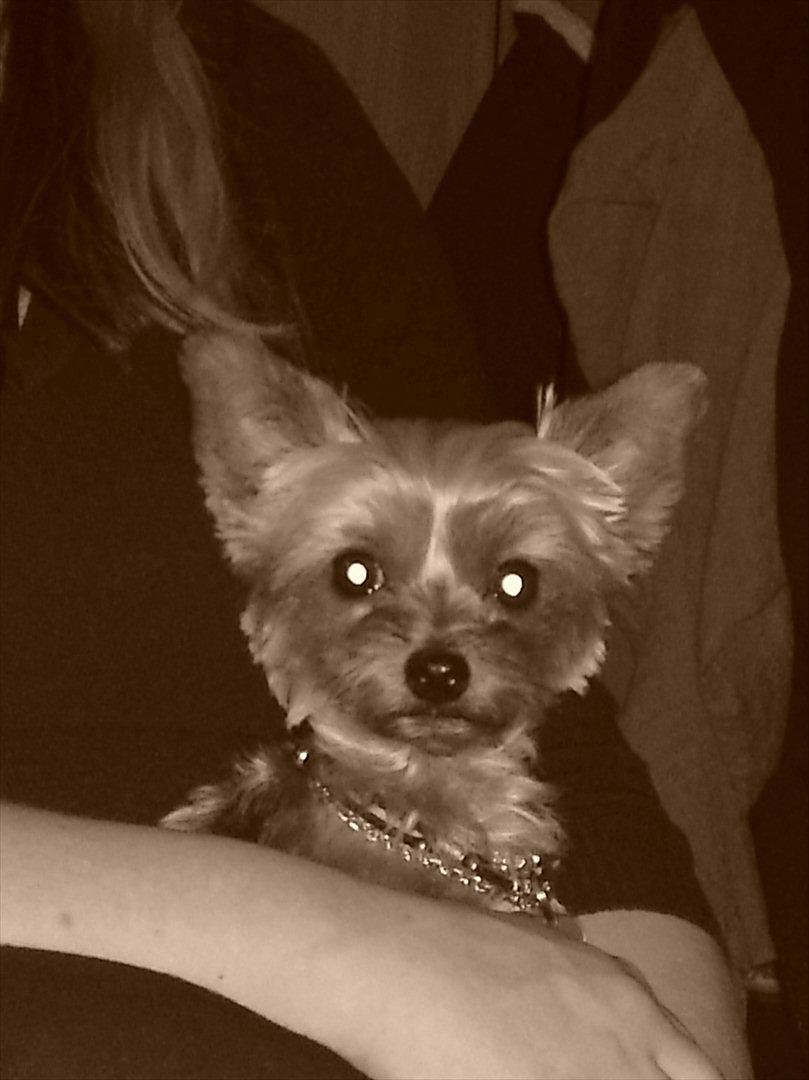 Yorkshire terrier Betsy - Betsy sidder ved mor og hygger .)  billede 2