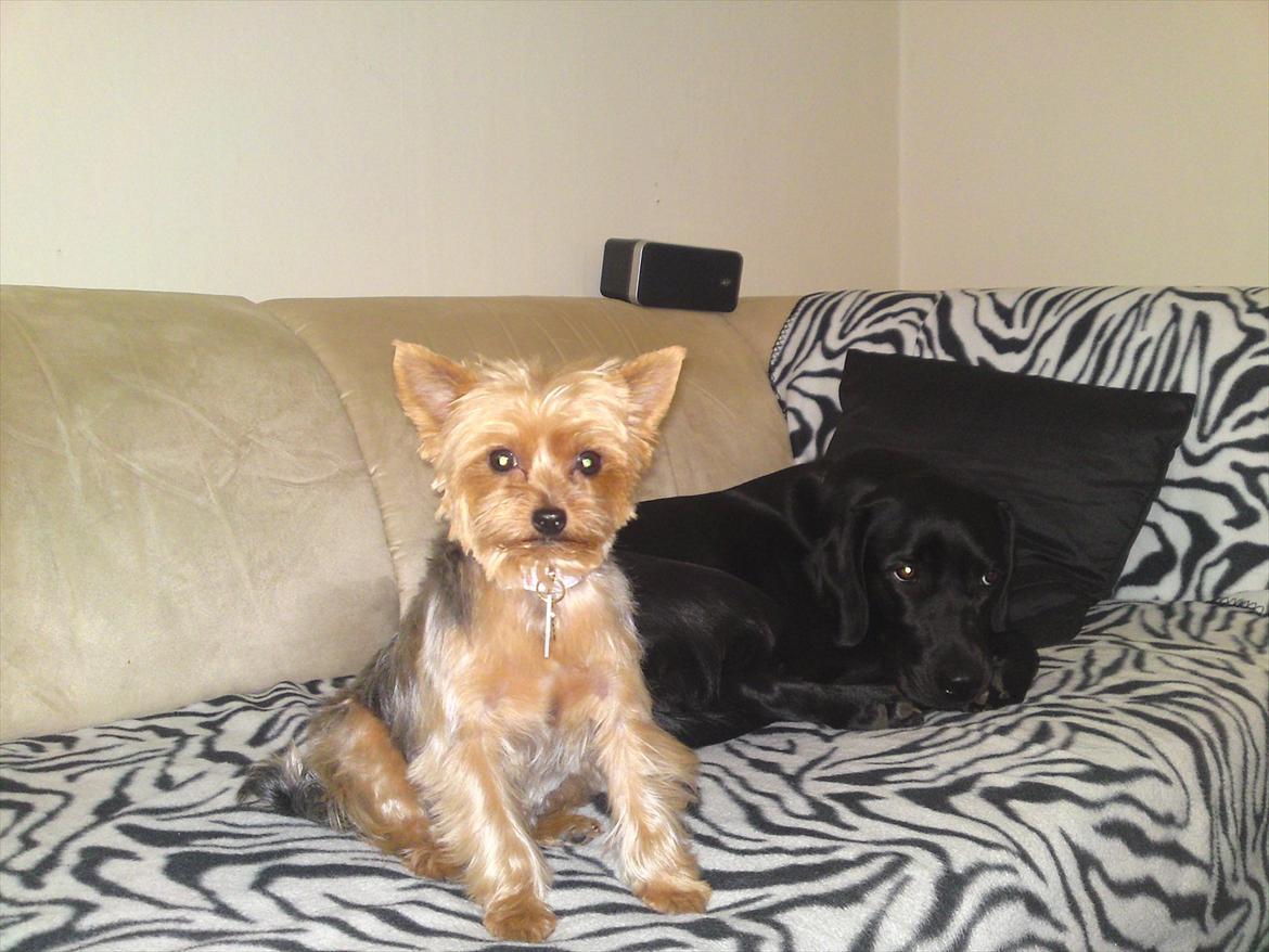 Yorkshire terrier Betsy - Et af de første billeder af Betsy efter hun var nyklippet :)  billede 3