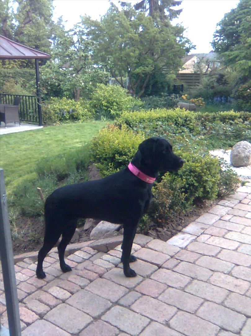 Blanding af racer Gaby - Gaby da hun ikke er så gammel... 

Står hun ikke bare smukt!!! billede 1