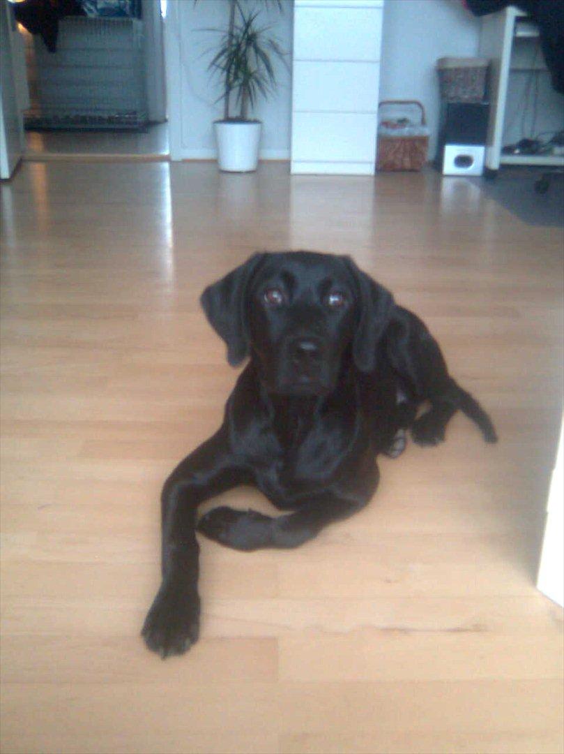 Blanding af racer Gaby - Synes det er et rigtig godt billede.. Hun har fuldt kontakt til sin mor :)  billede 2