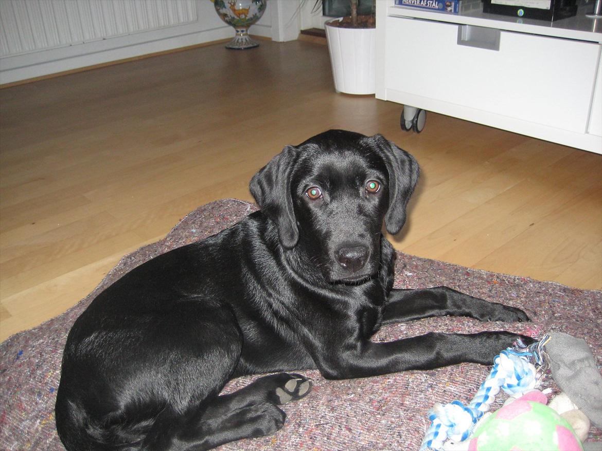 Blanding af racer Gaby - Et af de føreste billeder af min Gaby pige...  billede 3