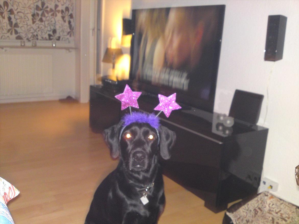 Blanding af racer Gaby - Nytårs aften 2011... Hehe hun er da lidt kær :)  billede 4