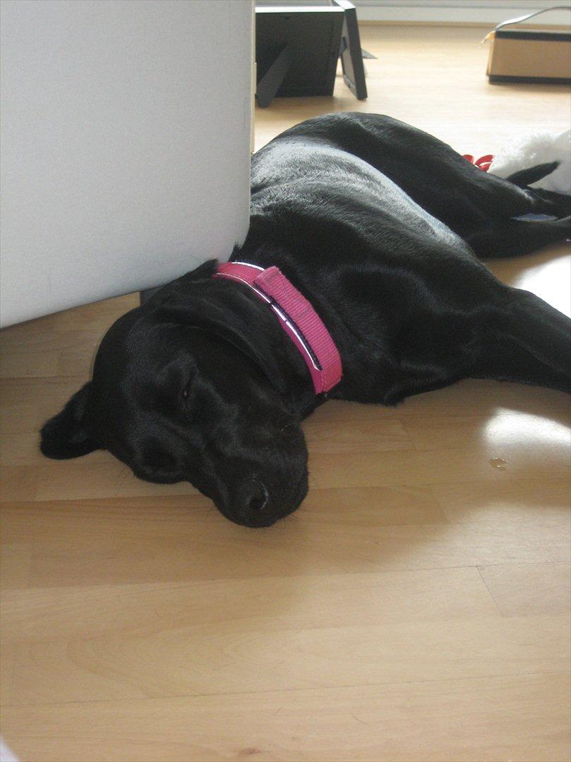 Blanding af racer Gaby - Vi har lige haft besøg af min søsters lille pige, så nu er Gaby træt... billede 5