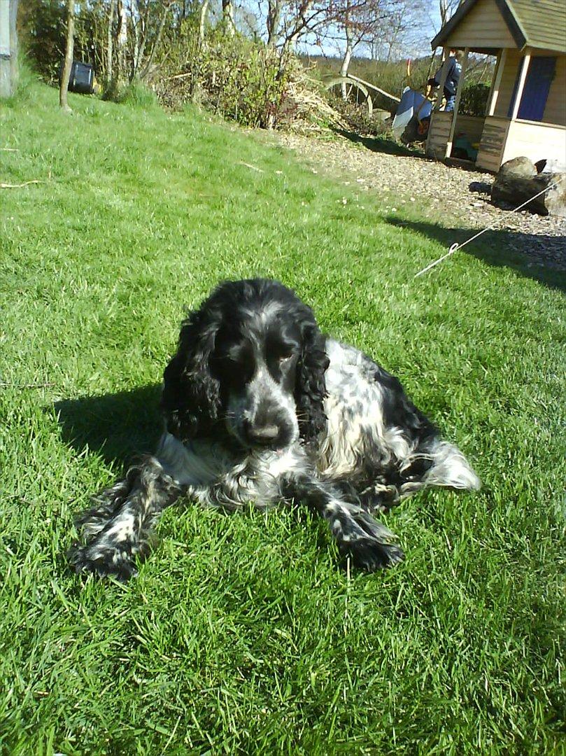 Cocker spaniel los cockers chili #familie hund# - 3 år gammelt billed men hun ser da skøn ud!<3 billede 3