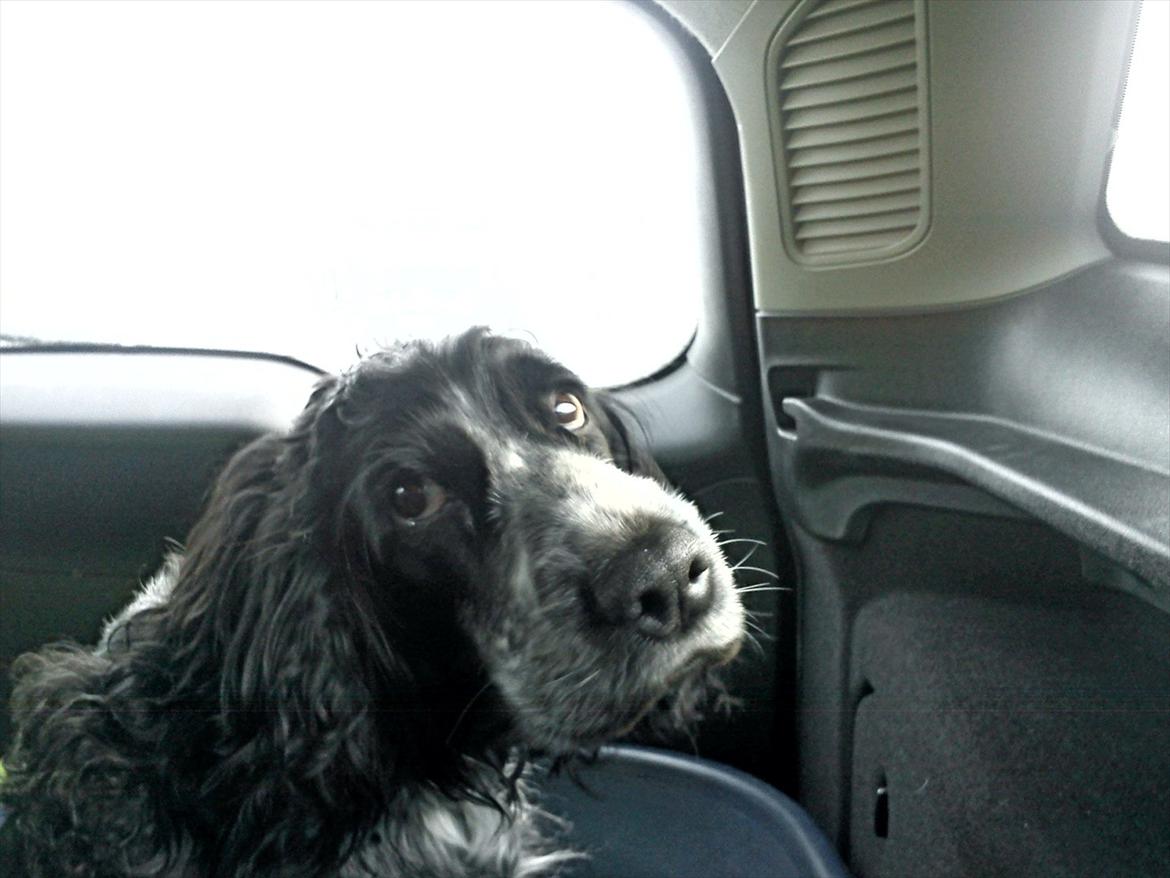 Cocker spaniel los cockers chili #familie hund# - køre i bil for 5 gang ;D hun er blevet rigtig sød til det! ;D billede 4