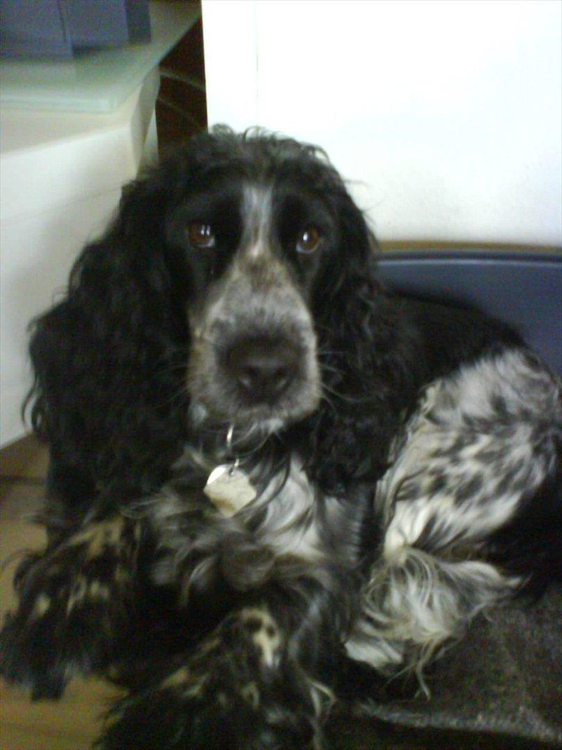 Cocker spaniel los cockers chili #familie hund# - liiike billede 5