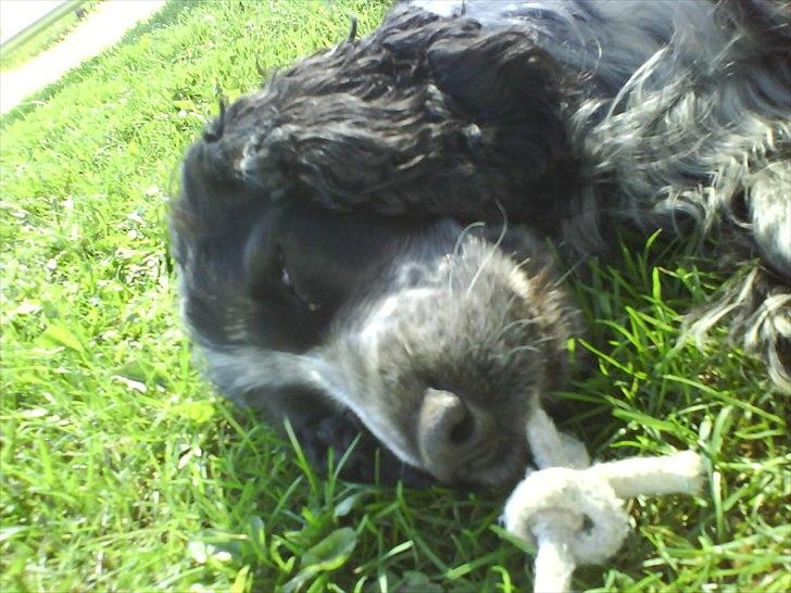 Cocker spaniel los cockers chili #familie hund# - sover med halv åbne øjn og en snor i munden!<3 billede 6