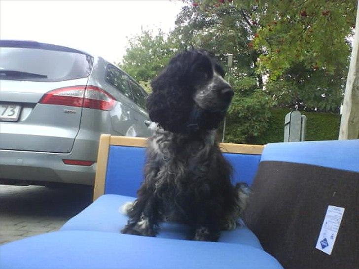 Cocker spaniel los cockers chili #familie hund# - HæHæ vi skulle på losseren men.. hun ville ikke af med den! ;D det var den eneste sofa hun måtte være i<3  billede 7