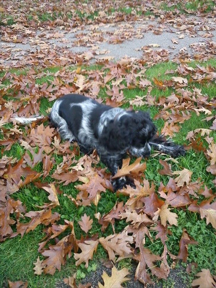 Cocker spaniel los cockers chili #familie hund# - muffi leger i bladene!<3 billede 8