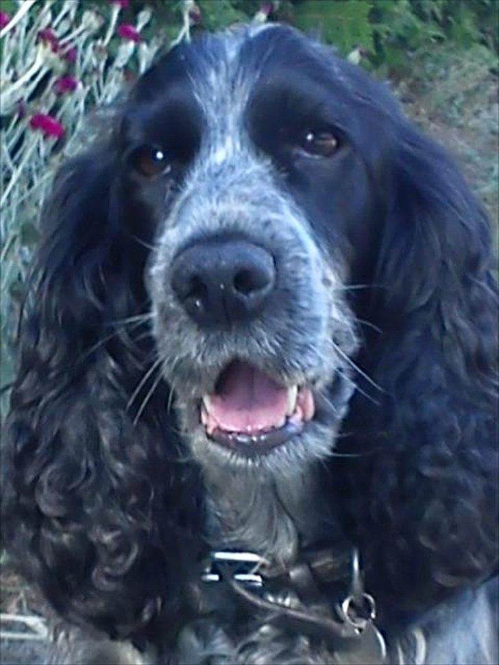 Cocker spaniel los cockers chili #familie hund# - smuk hun! desværre dårlig billedkvallitet!<3 billede 9