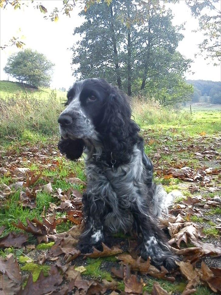 Cocker spaniel los cockers chili #familie hund# - org... jeg ELSKER bare den smukke hund!<3 billede 10