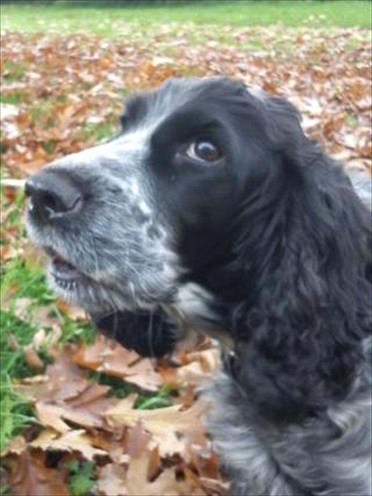 Cocker spaniel los cockers chili #familie hund# - se lige de øjn ;D og den mund!<3 billede 11
