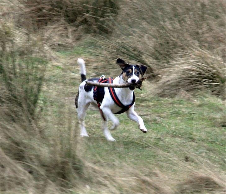 Dansk svensk gaardhund Stella <3 - Fuld fart! :D Stella elsker pinde, her er vi ved søen i vores by, 16.01.2012 billede 14