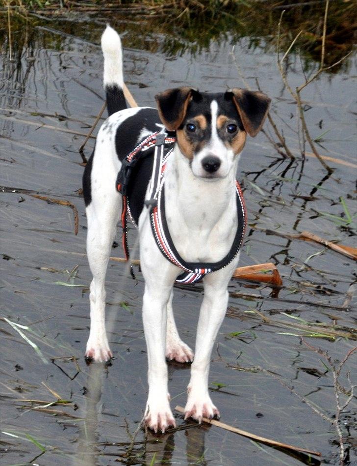 Dansk svensk gaardhund Stella <3 - Stellas første møde med en frossen å :D Hun synes det var mega fedt, at gå på isen :b 16.01.2012 billede 15