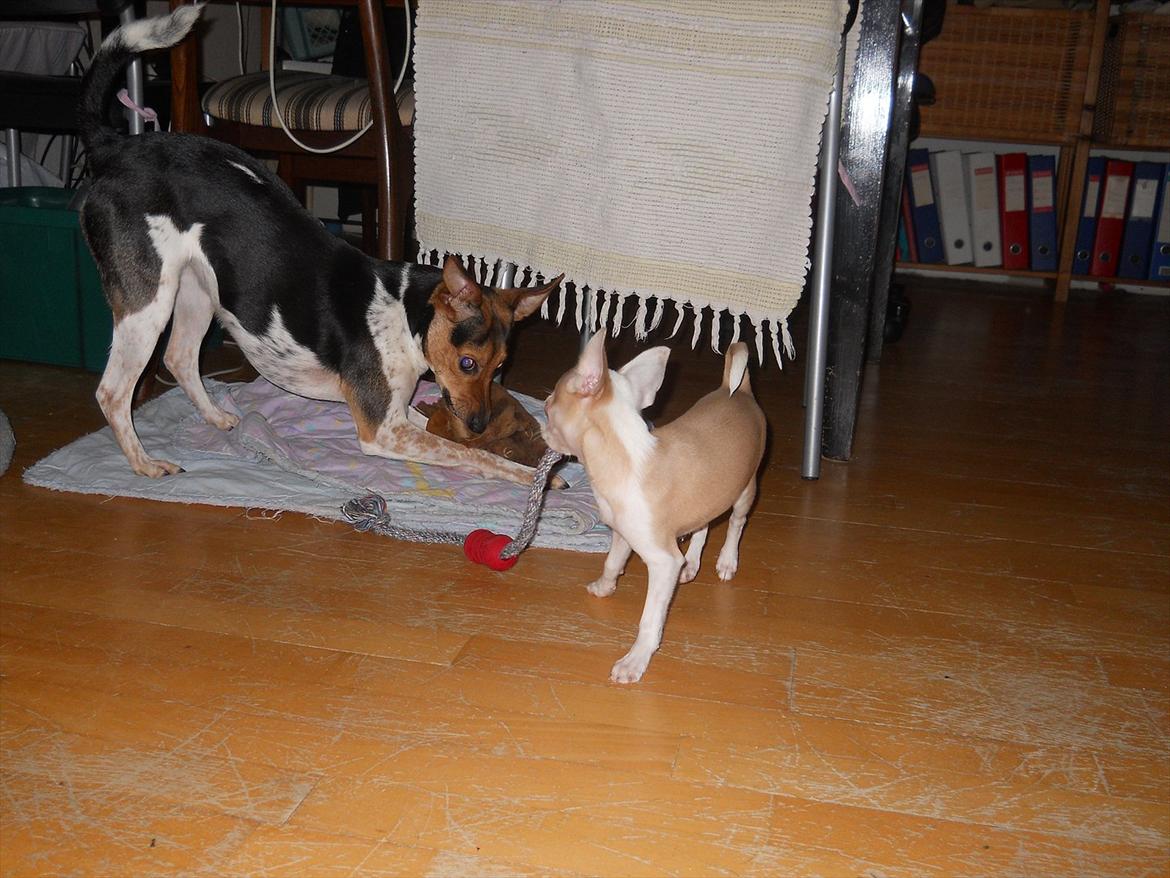 Dansk svensk gaardhund Fie - Fie og hendes legekammerat Luna billede 1